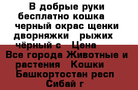 В добрые руки бесплатно,кошка,2.5черный окрас,щенки дворняжки,3 рыжих 1 чёрный,с › Цена ­ - - Все города Животные и растения » Кошки   . Башкортостан респ.,Сибай г.